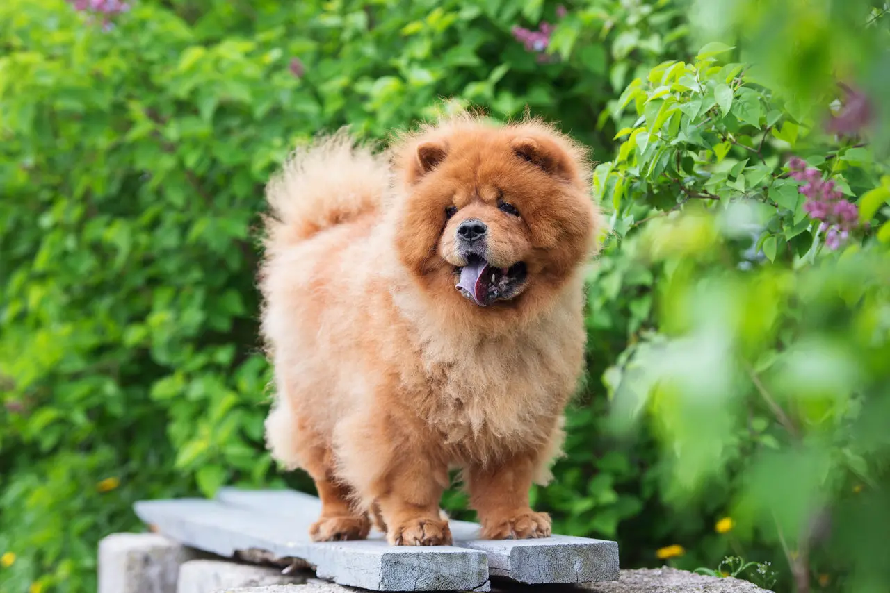 Chow chow dourado, caminhando sobre tábuas