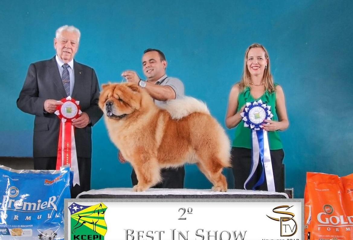 Chow chow Eros prestes a receber título no pódio em exposição de cães