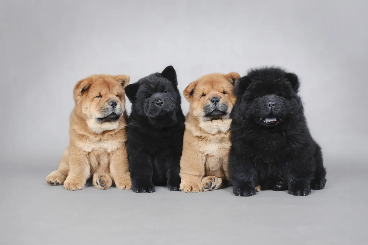 Quatro filhotes de chow chow, sendo dois pretos e dois dourados