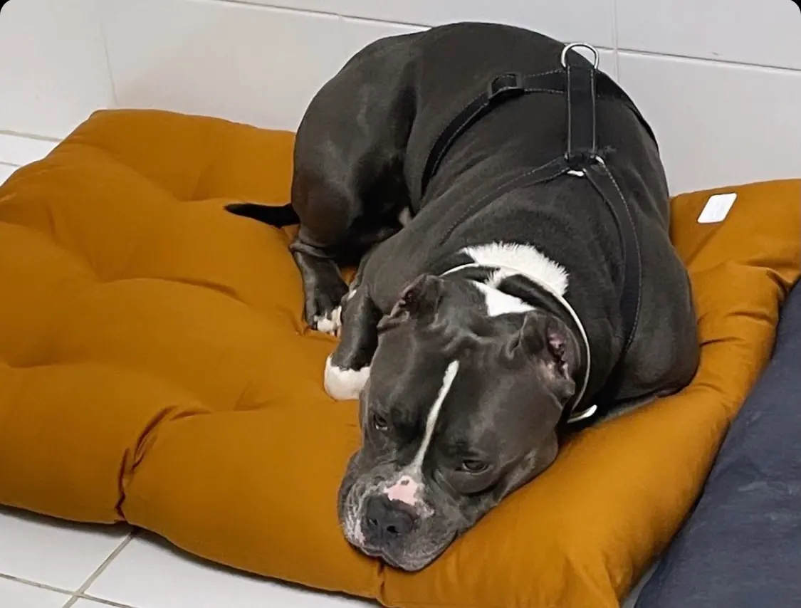 Cão da raça American Bully