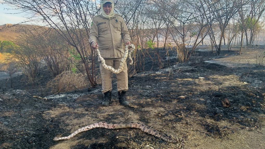 Incêndio em Iguatu mata duas serpentes