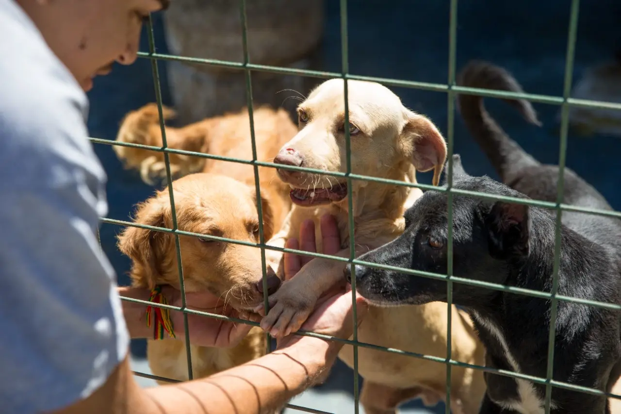 Filhotes e animais maduros convivem em abrigo