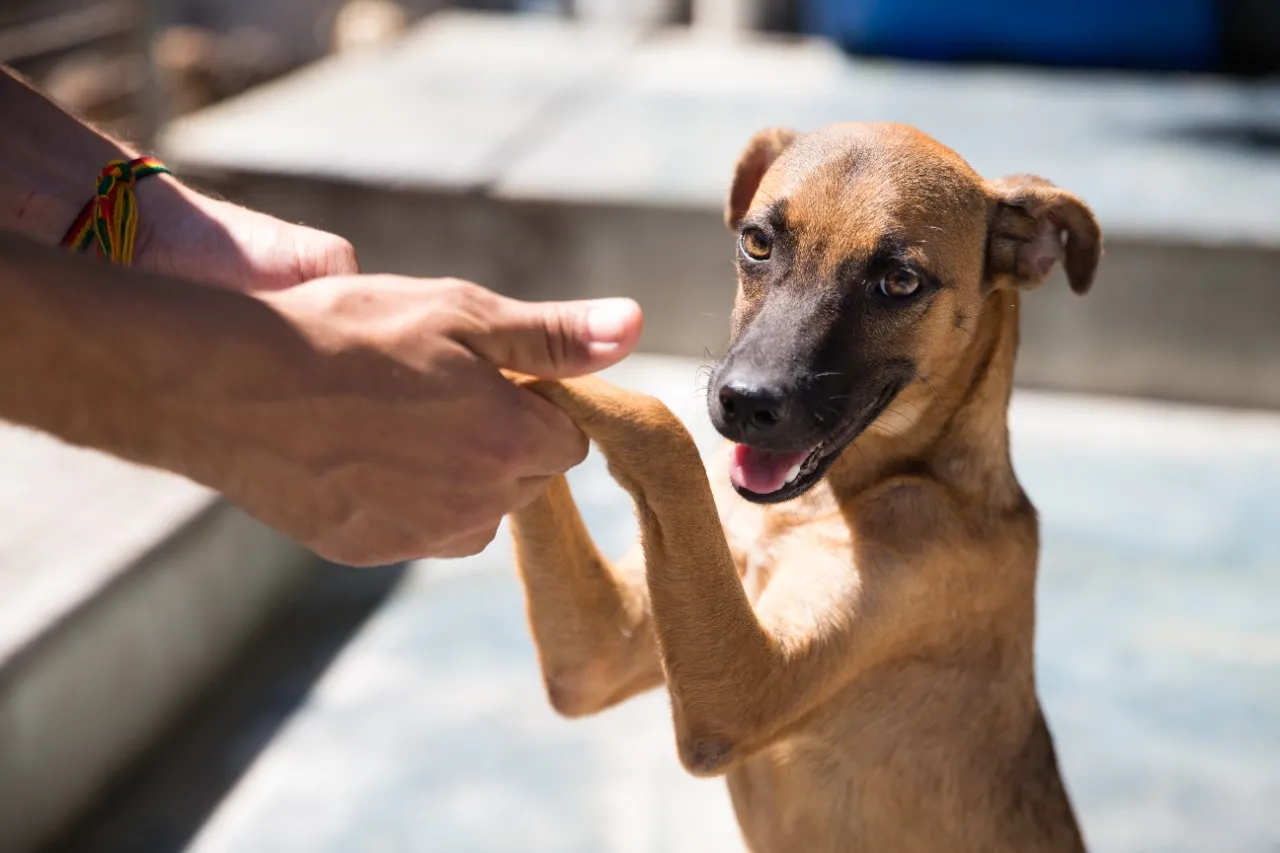 Animais recebem tratamento médico e alimentação em abrigo