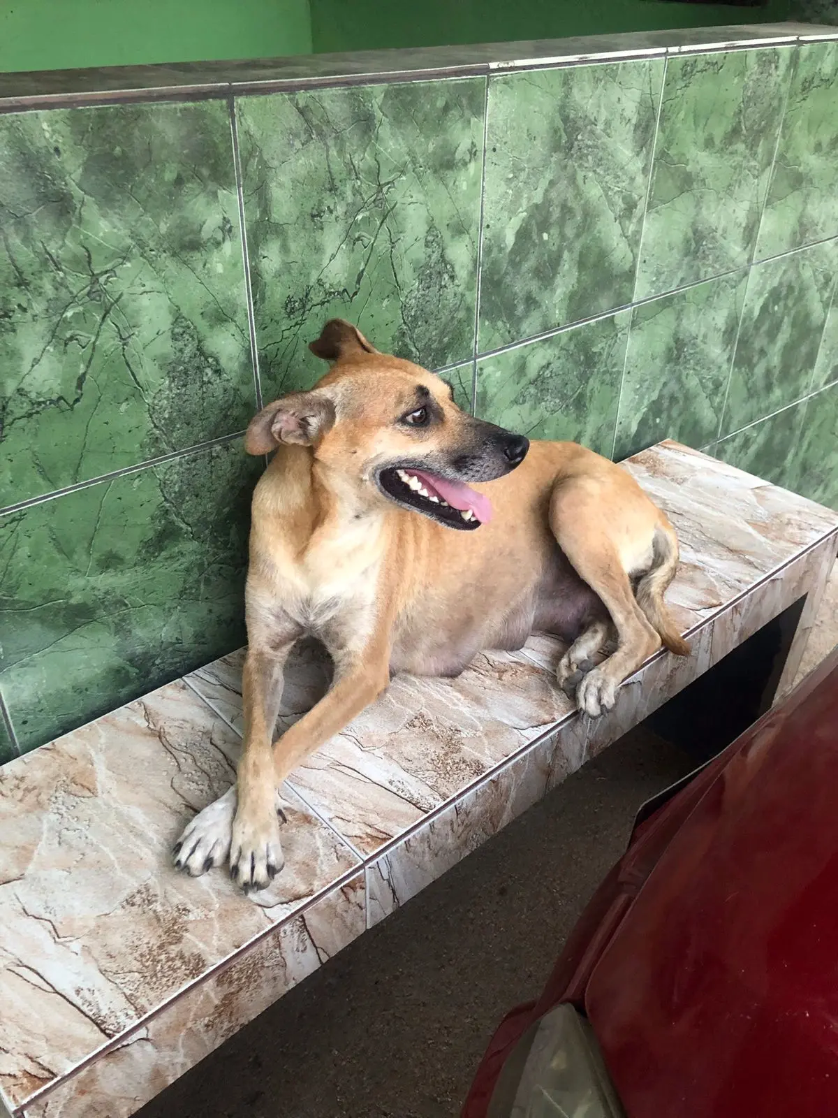 Cadelinha vive em um lar temporário