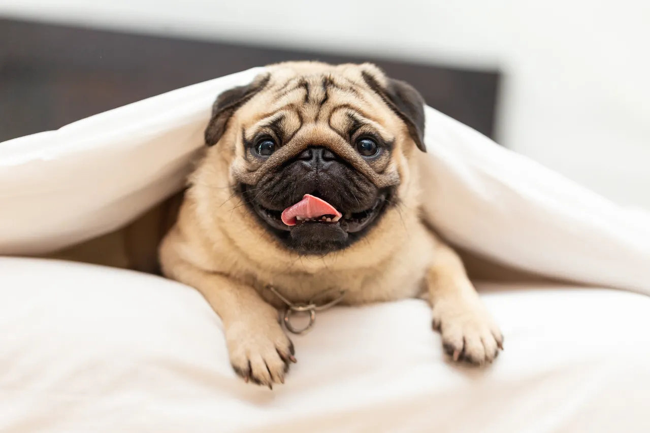 O peso do pug pode variar entre 6kg e 10kg