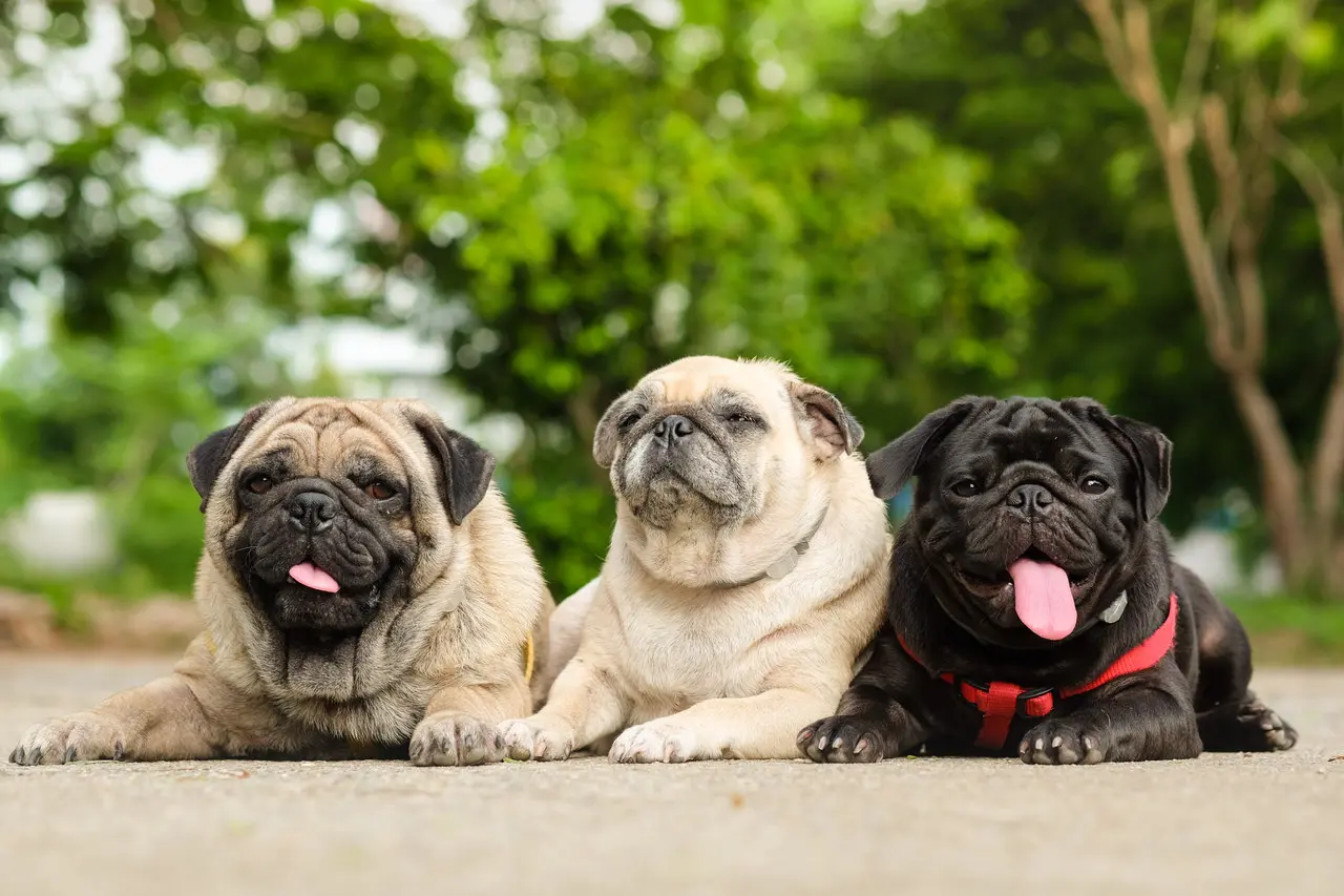 Três pugs deitados lado a lado, sendo dois creme e um preto