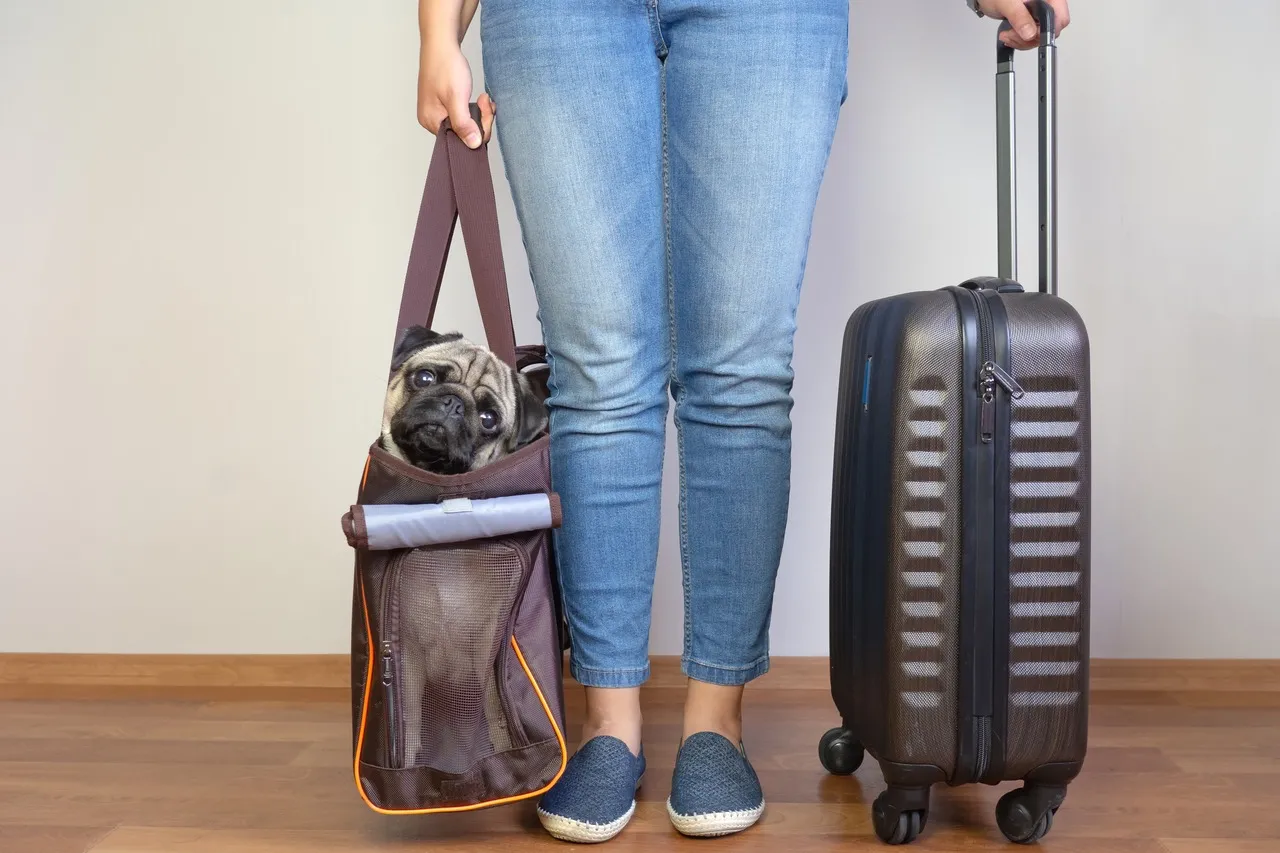 Ideal é que o pug seja transportado na cabine do avião