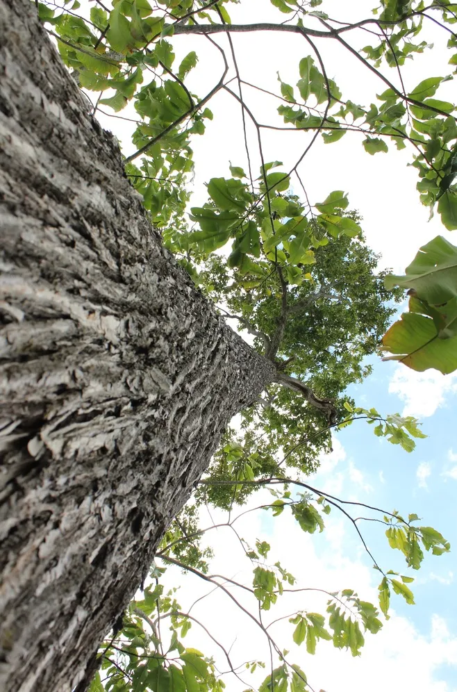 A castanheira-do-pará é considerada uma das maiores árvores da Amazônia.