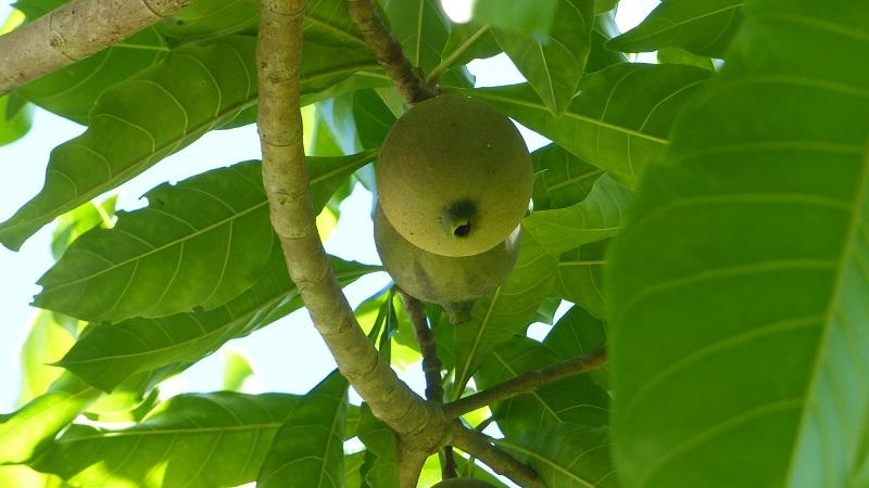 Árvore do fruto Jenipapo