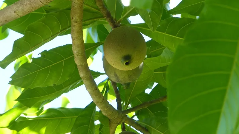 O Jenipapo é um fruto originário do jenipapeiro, árvore nativa da Amazônia