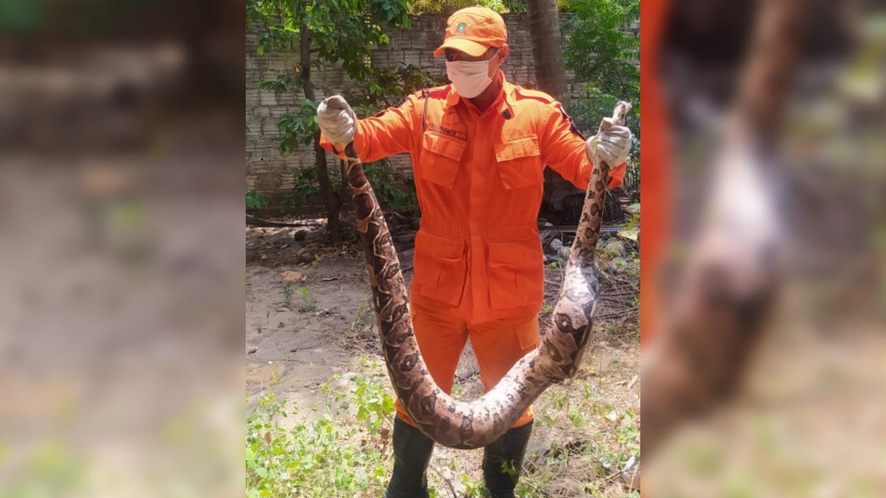 Corpo de Bombeiros captura jiboia na Grande Fortaleza