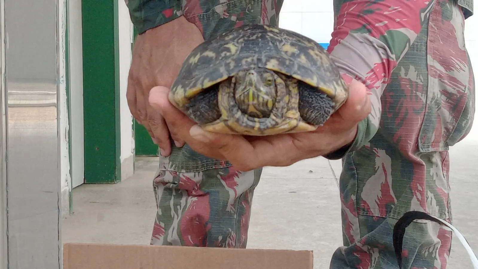 Um dos cágados apreendidos pela Polícia