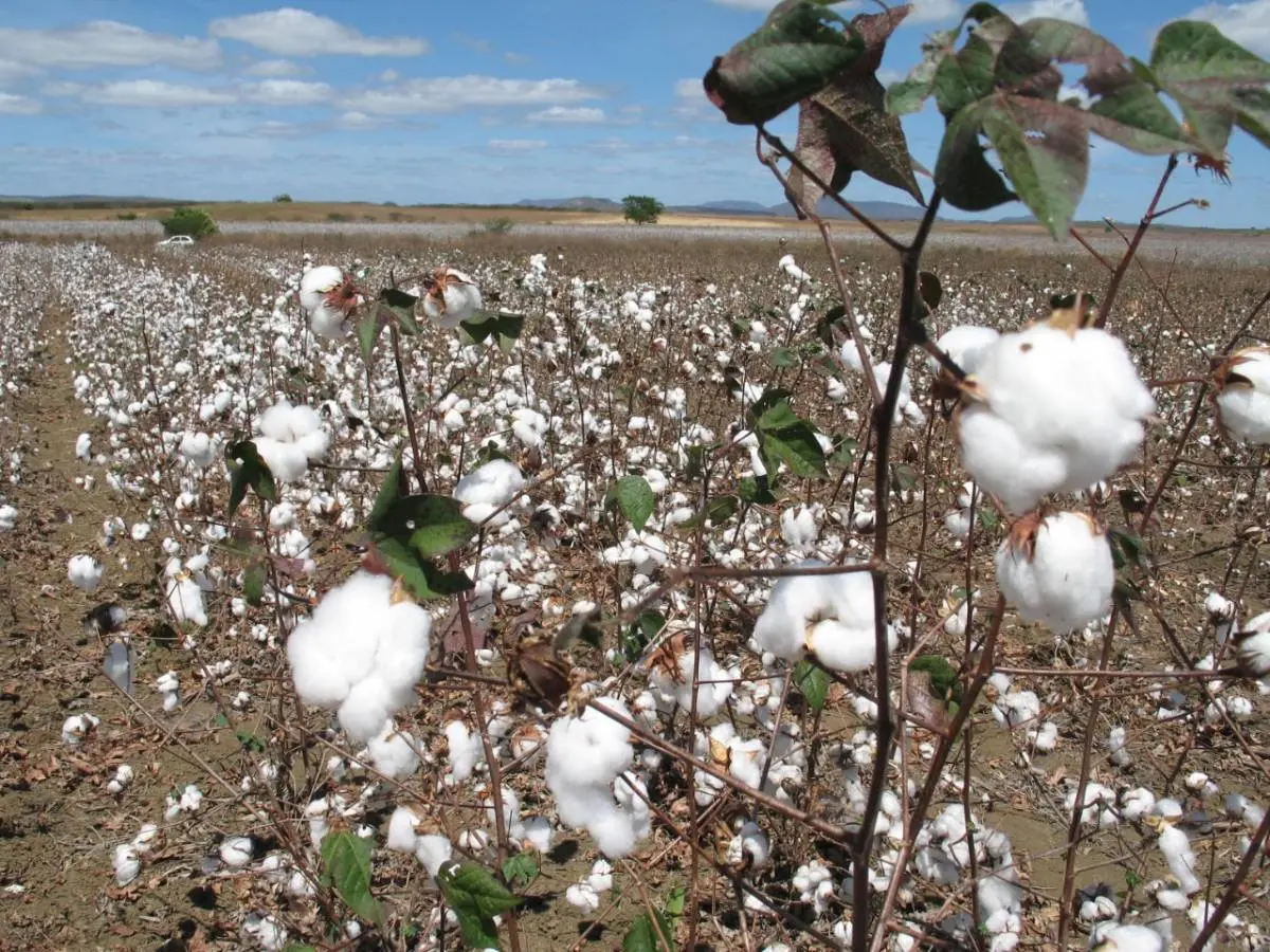 Plantio de algodão
