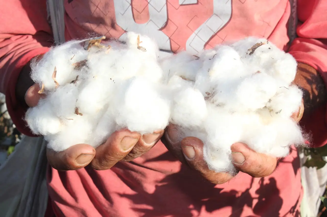 Plantio de algodão