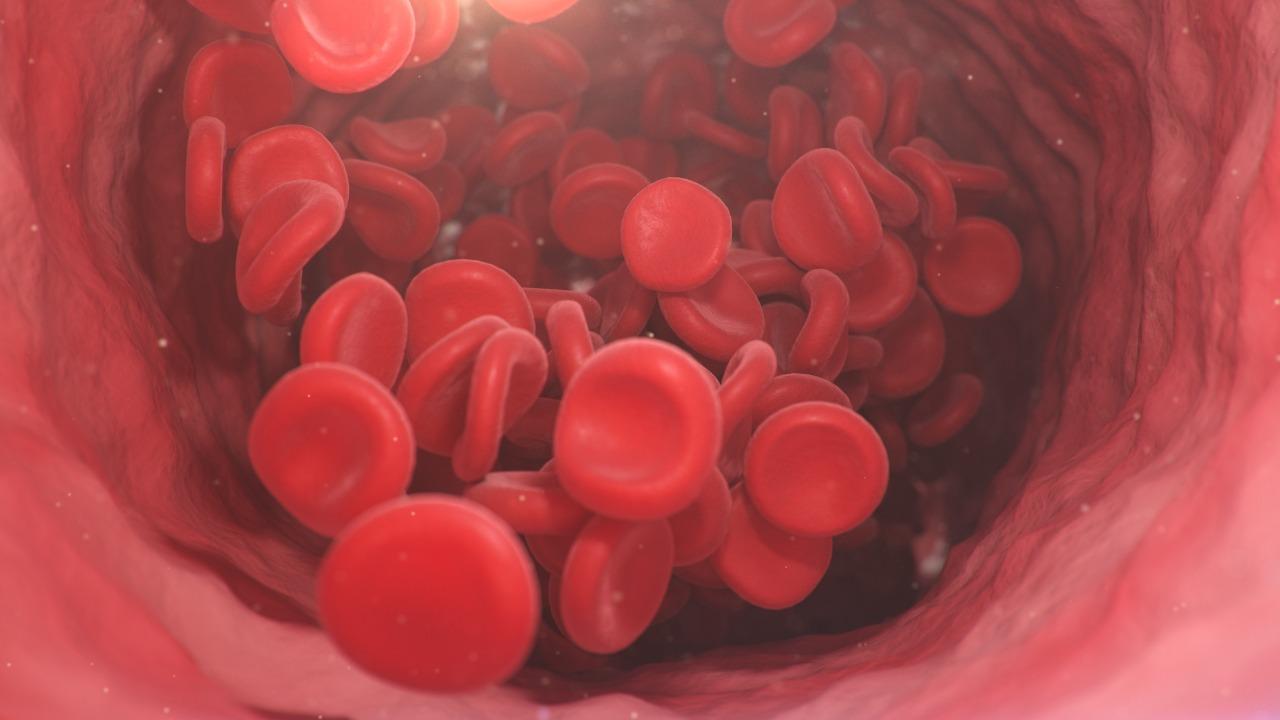 Ilustração 3D de glóbulos vermelhos dentro de uma artéria, veia