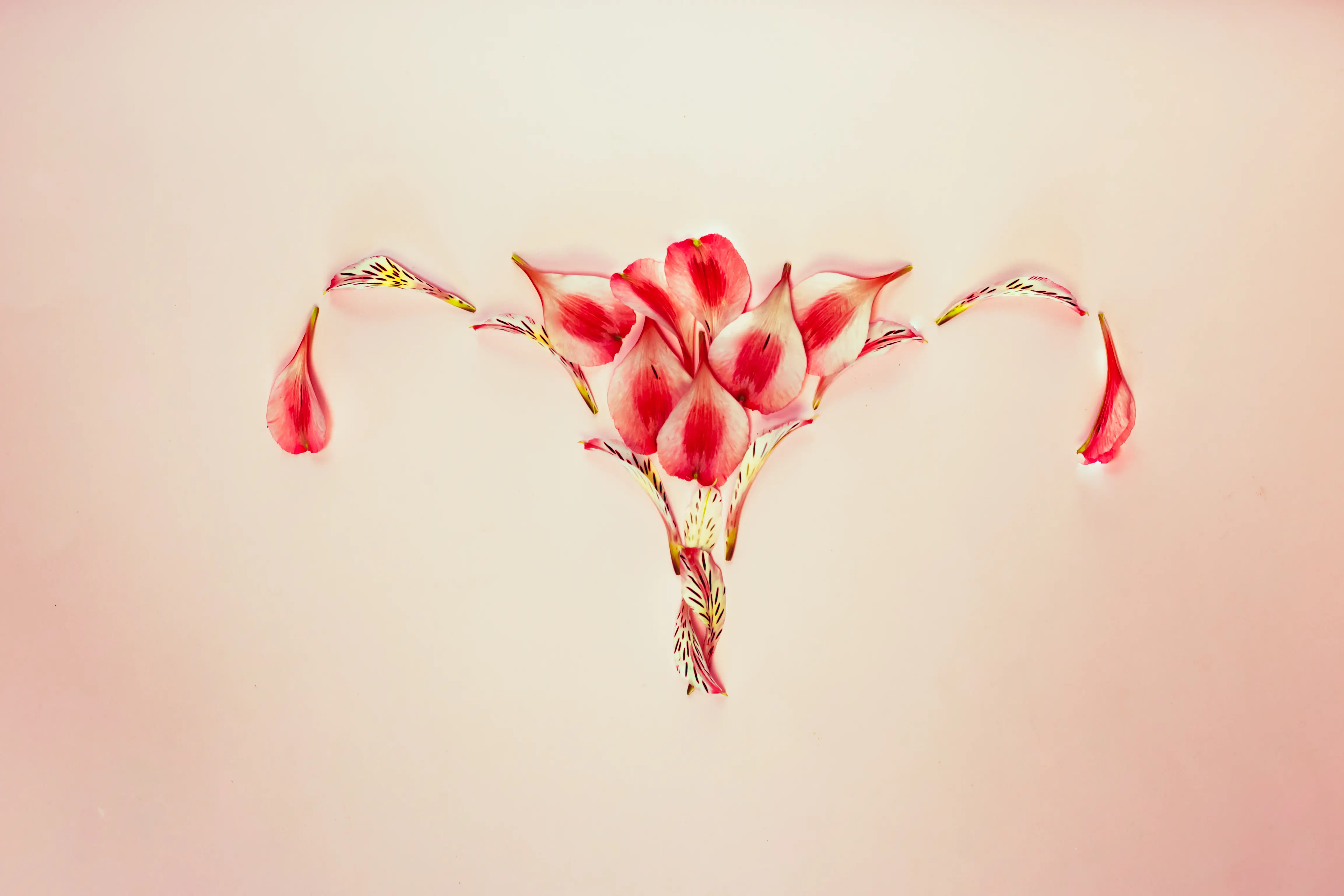 Conceito de útero de mulher com pétalas de flores