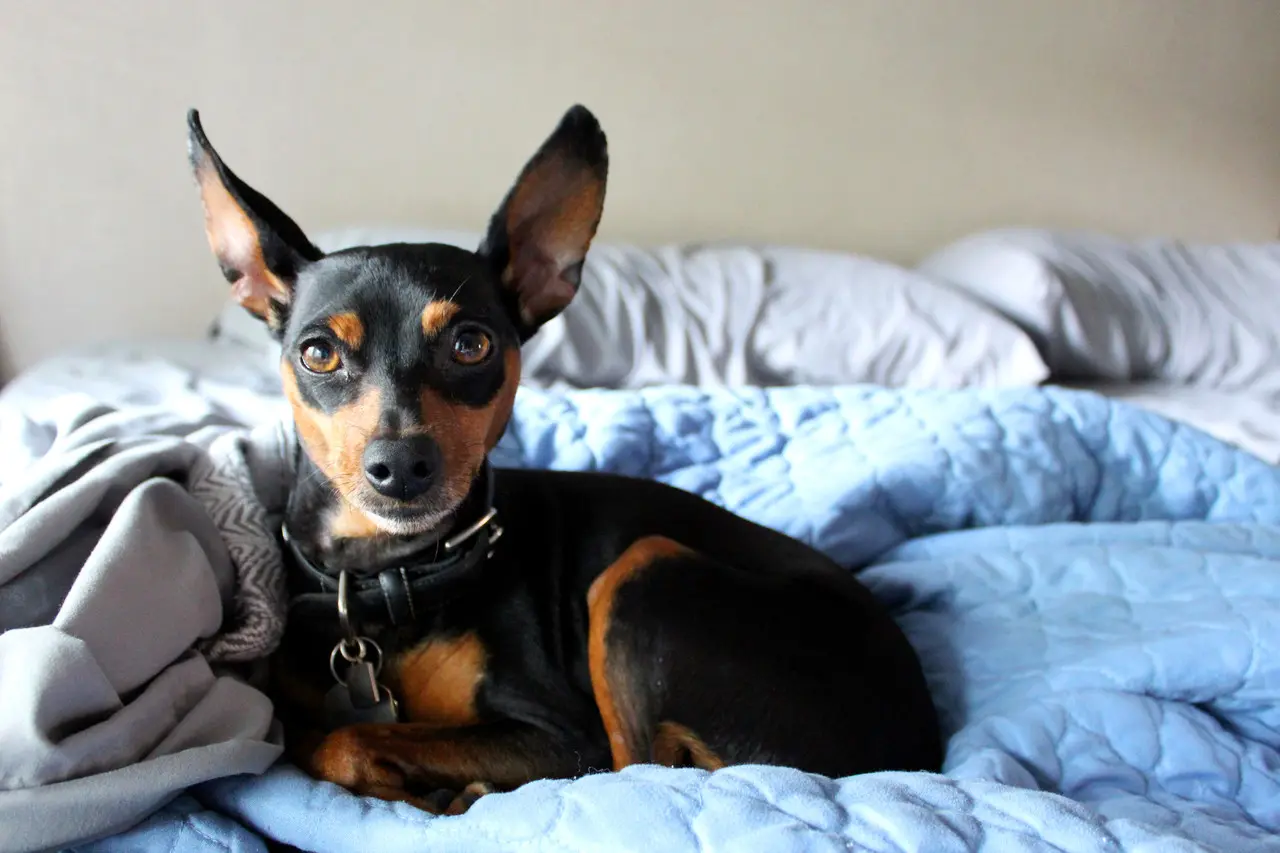 Pinscher Miniatura deitando em uma cama, entre cobertas