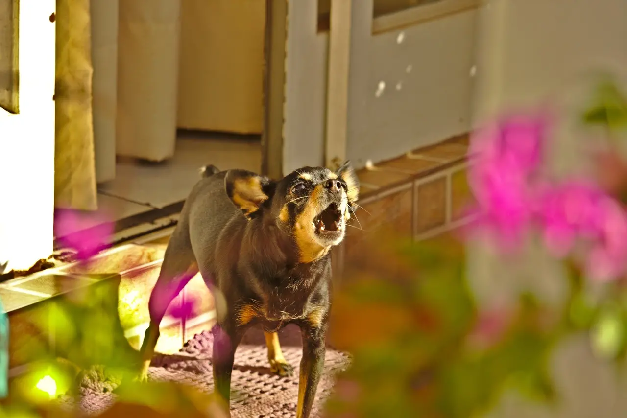 Pinscher Miniatura latindo na porta de casa
