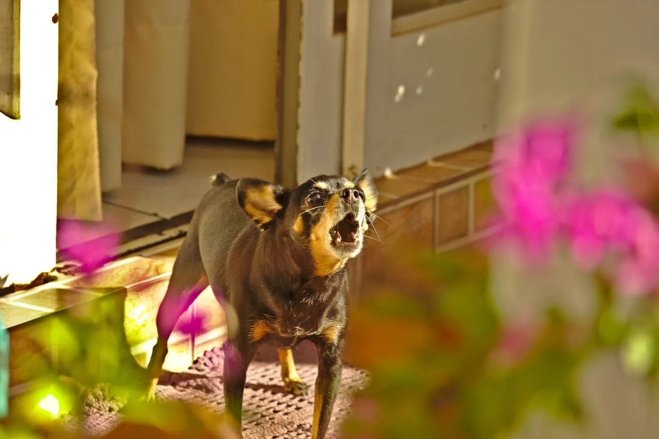 O Pinscher tem um forte instinto de defesa e late sempre que percebe algo estranho