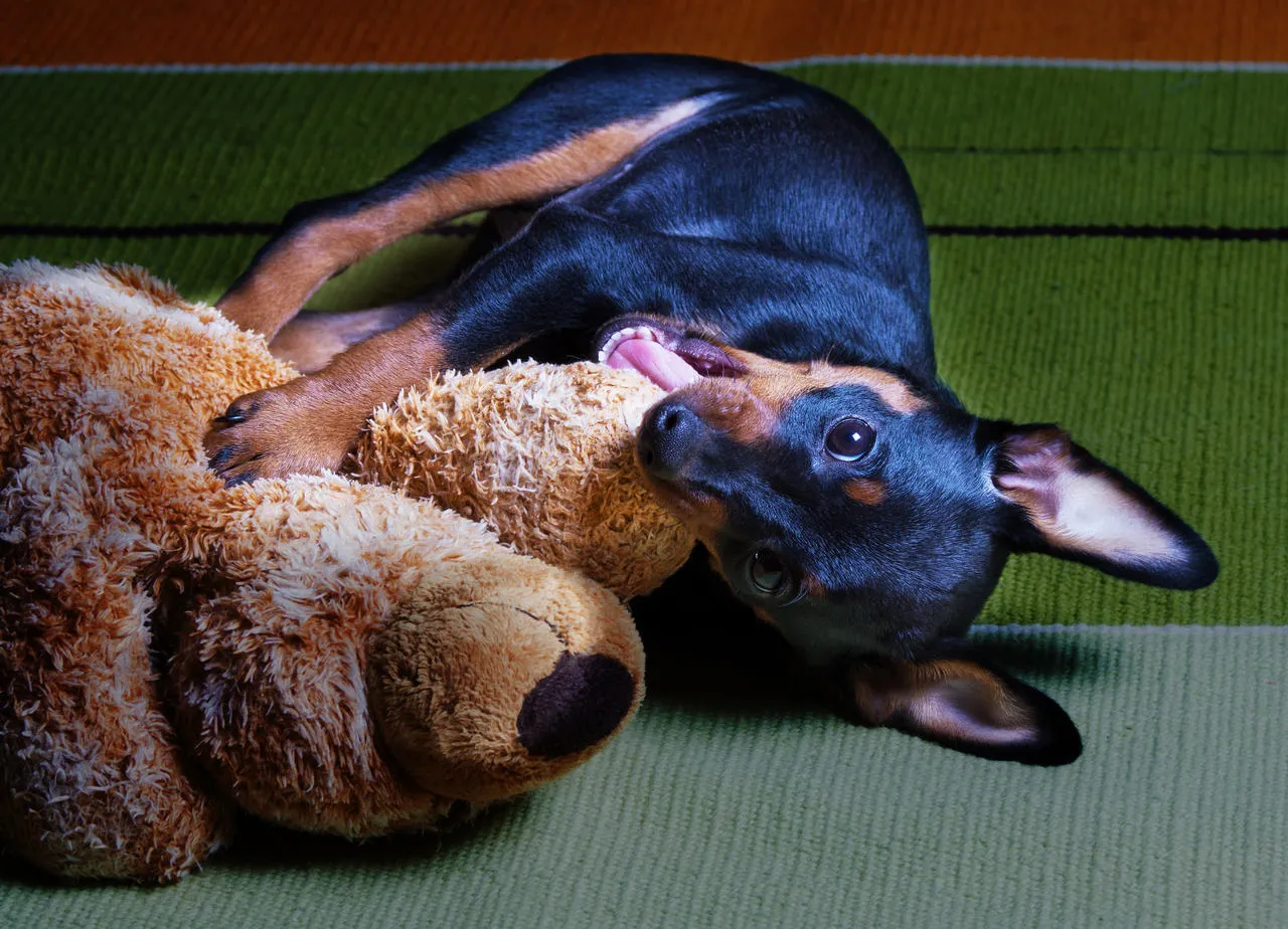 Indo muito além do latido estridente e tremedeira, o Pincher Miniatura é um cão leal, ativo e brincalhão