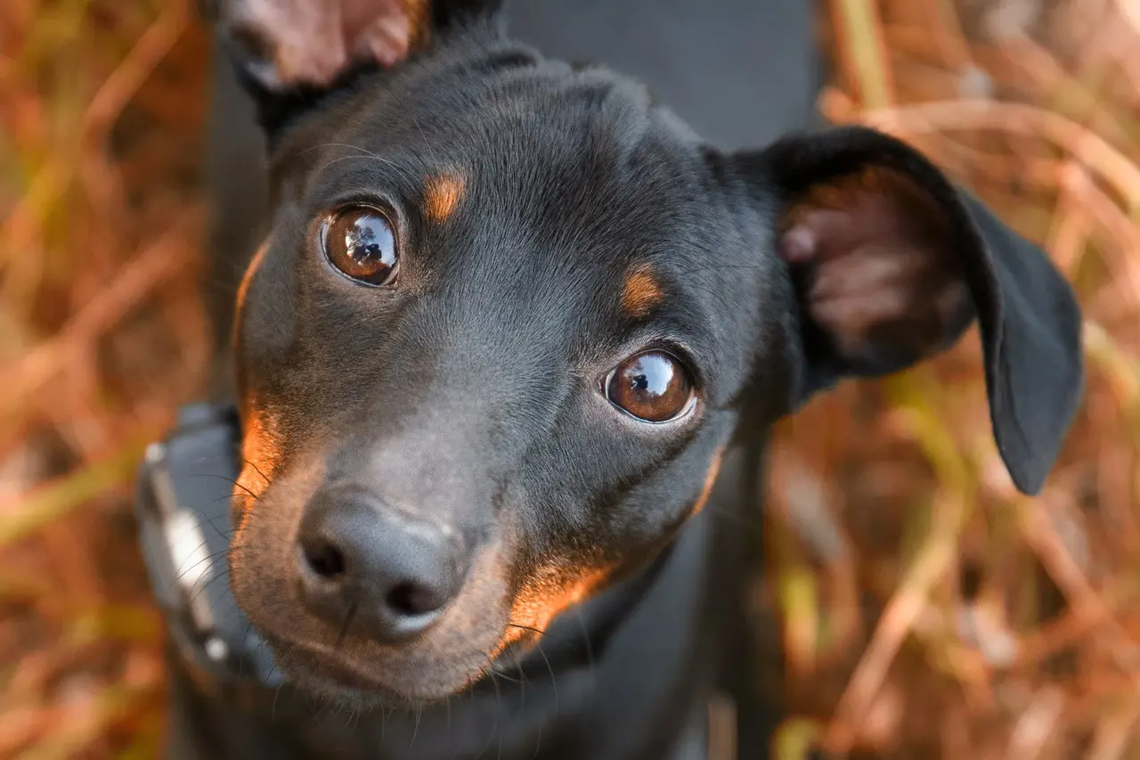 Foto de cima pra baixo do Pinscher, olhando diretamente para a câmera