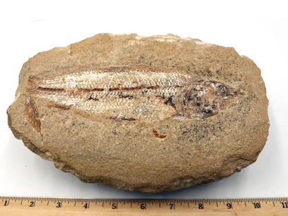 O perfil O modo comprimido do fóssil do peixe, tridimensional, é uma característica da fossilização da Formação Romualdochamado FossilsMeteorites também oferece outros 544 artigos, incluindo outros fósseis de várias partes do mundo