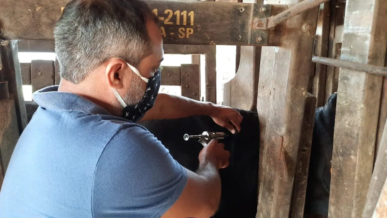 Vacinação contra febre aftosa