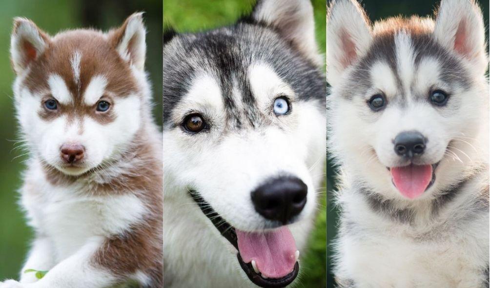 Montagem com três fotos de cães da raça Husky Siberiano: um com olhos azuis (à esquerda), um com heterocromia (centro) e outro com olhos castanhos (à direita)