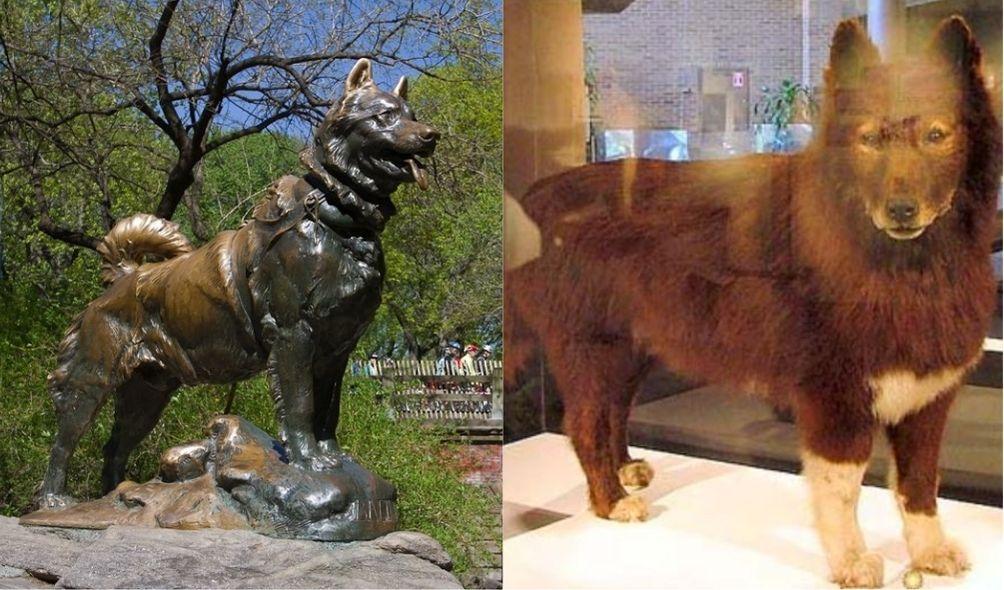Montagem com fotos da estátua de Balto (à esquerda) e do cão empalhado em museu (à direita)