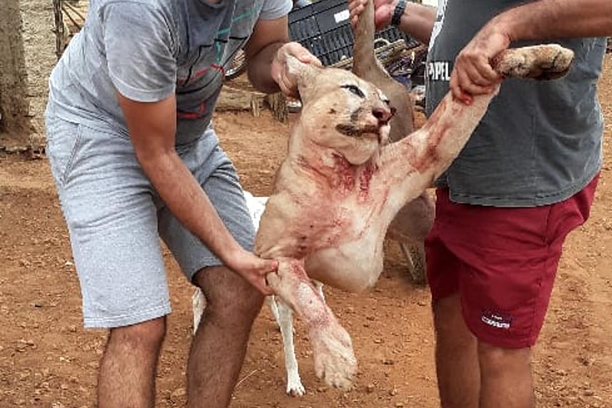 Onça-parda morta em Tarrafas