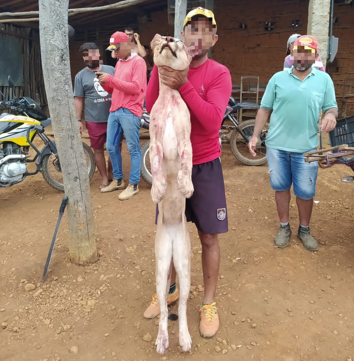 Onça-parda morta em Tarrafas