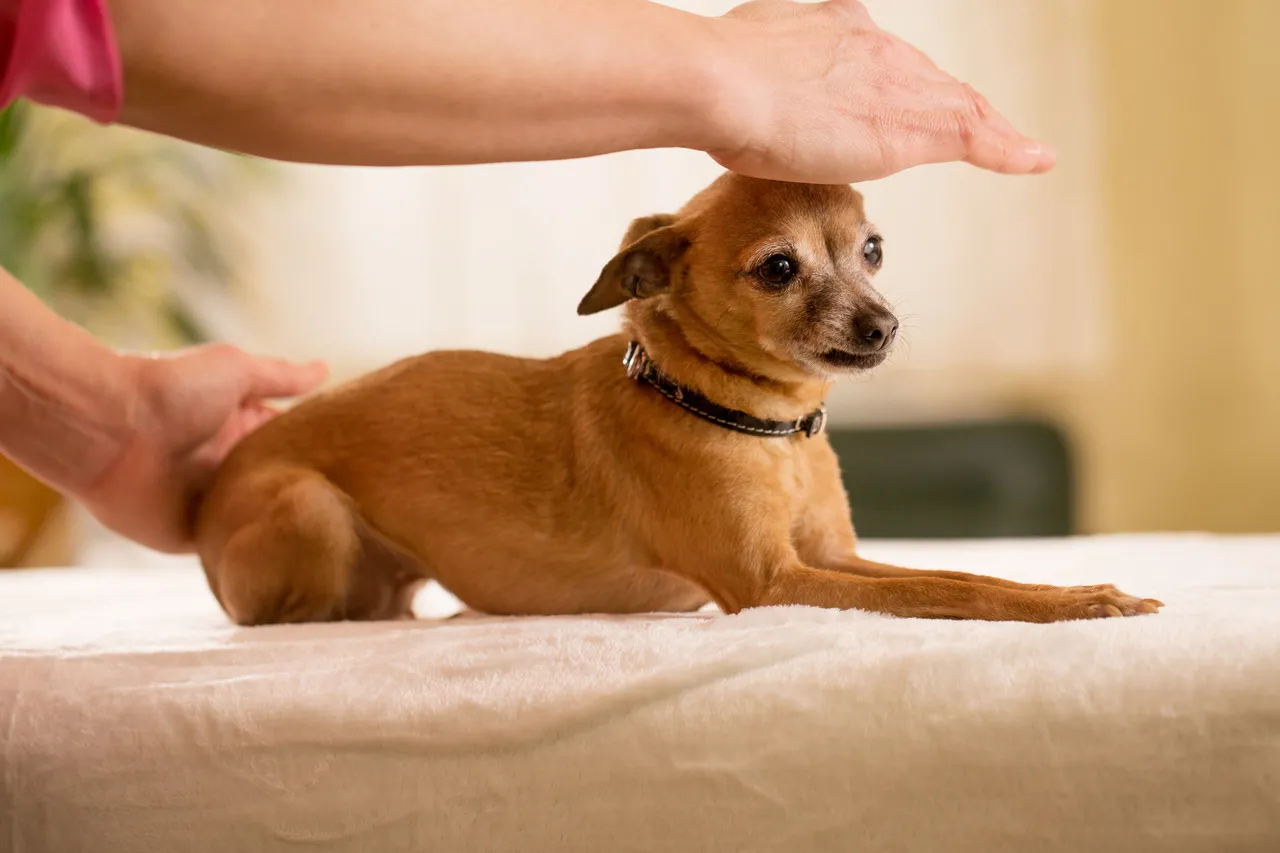 O Reiki pode promover benefícios a qualquer ser vivo, inclusive plantas e animais