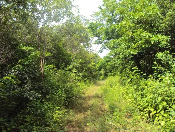 Registro de manejo florestal da Caatinga de onde é extraída a matéria prima para a combustão dos fornos