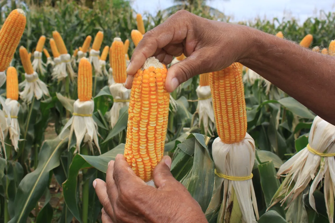 Plantio de milho irrigado, no sítio Cantinho da Barra, zona rural de Iguatu