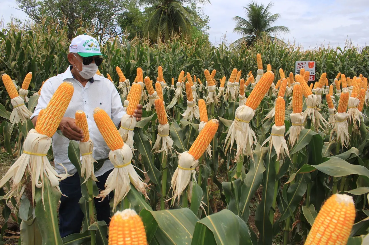 A Secretaria de Desenvolvimento Rural de Iguatu tem uma carteira com dezenas de produtores interessados em fazer o cultivo de milho irrigado e também de sequeiro