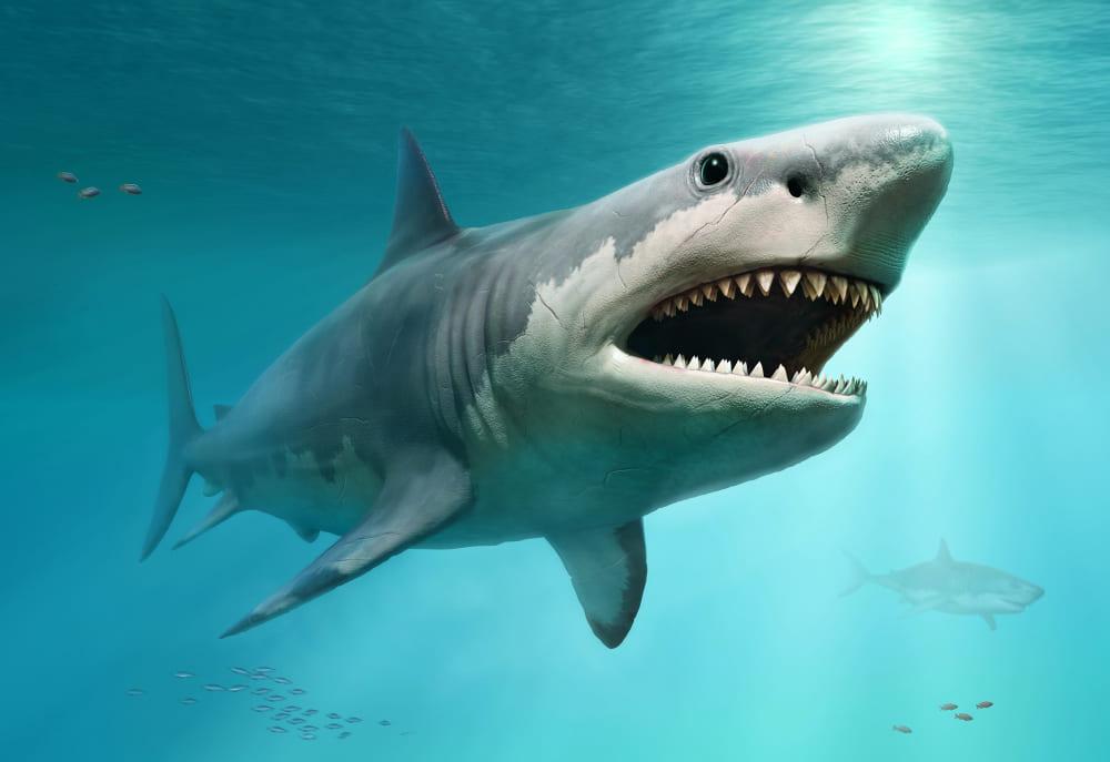 Megalodon: conheça o maior tubarão que já existiu no mundo - Ciência - Diário do Nordeste