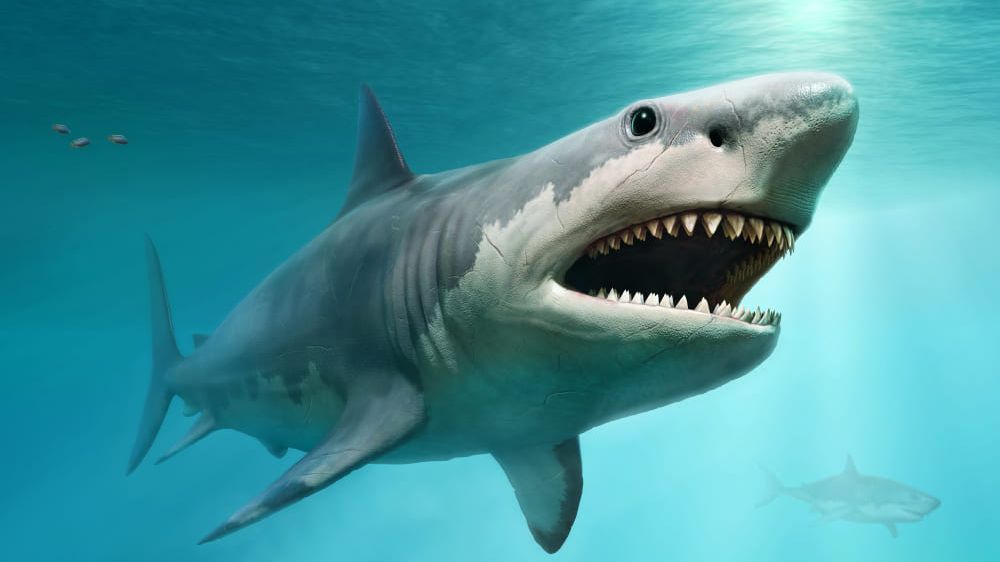 Megalodon: conheça o maior tubarão que já existiu no mundo - Ciência - Diário do Nordeste