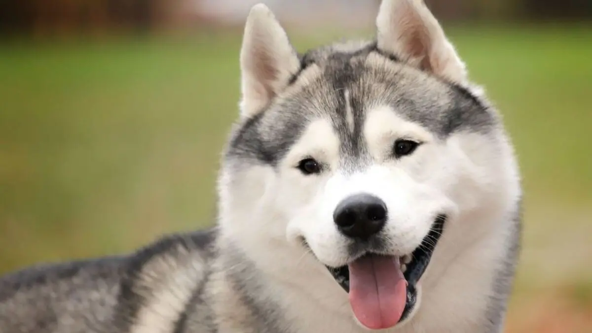 Husky Siberiano com pelo cinza e branco e olhos castanhos