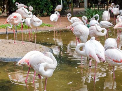 Bando de flamingos no recinto dedicado aos animais no Parque das Aves, em Foz do Iguaçu