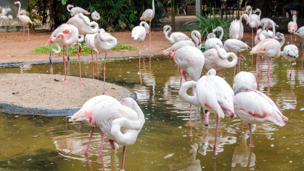 Bando de flamingos no recinto dedicado aos animais no Parque das Aves, em Foz do Iguaçu