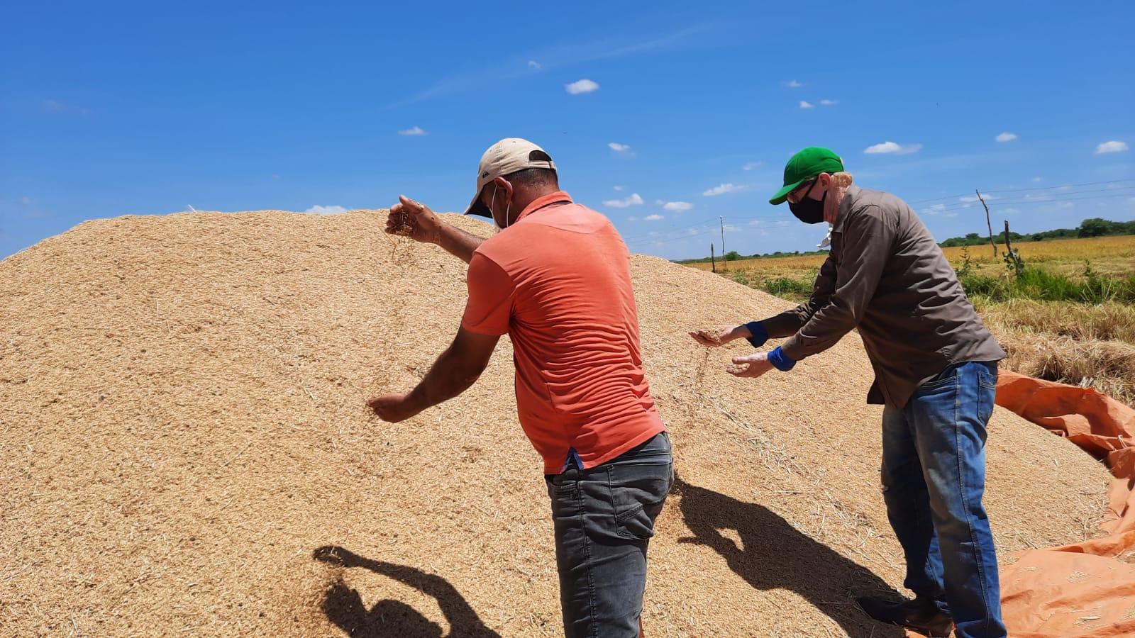 Colheita de arroz nas várzeas do açude orós