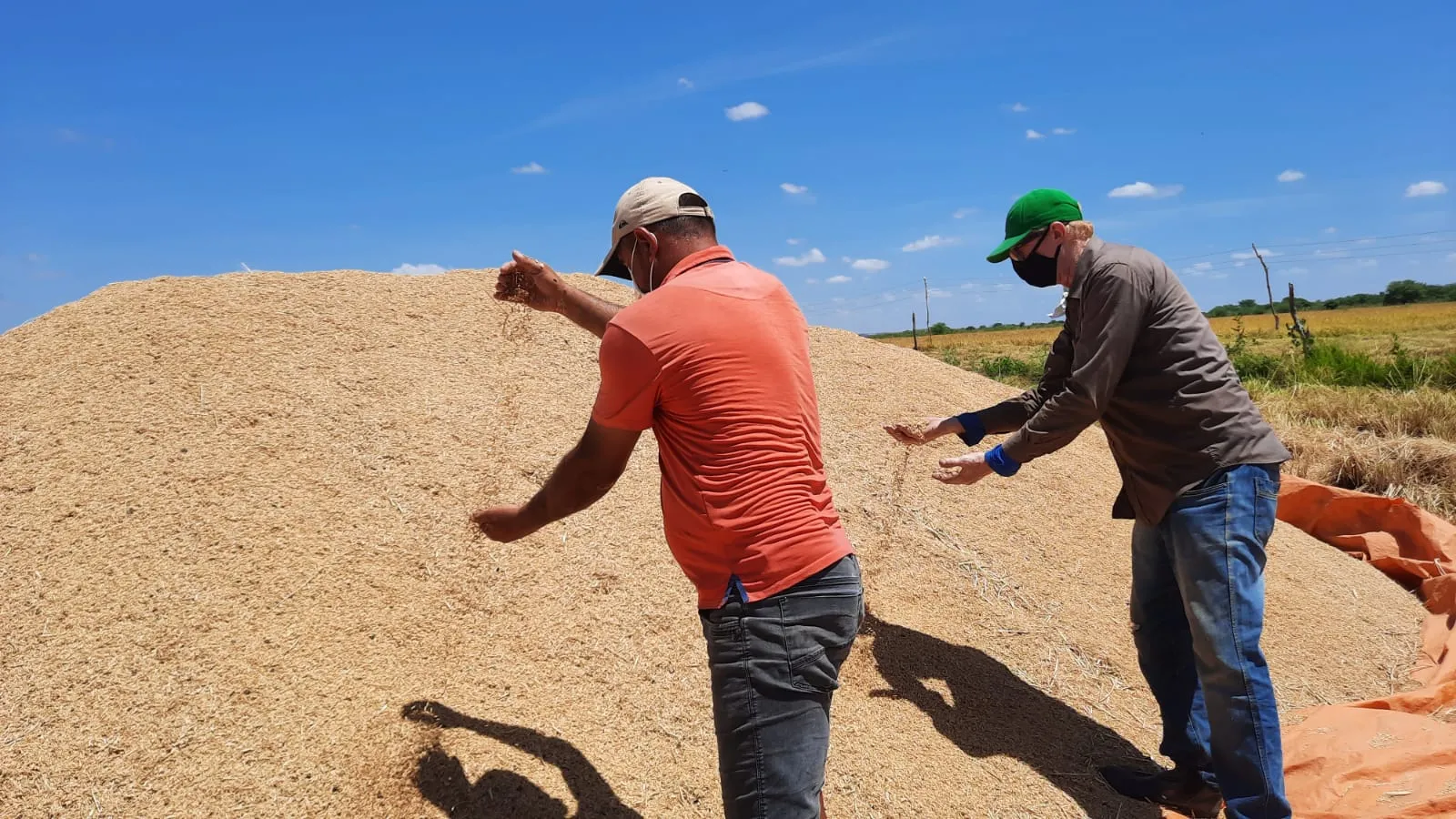 Os produtores de arroz pedem semente de melhor qualidade para melhorar a qualidade e a produtividade dos grãos