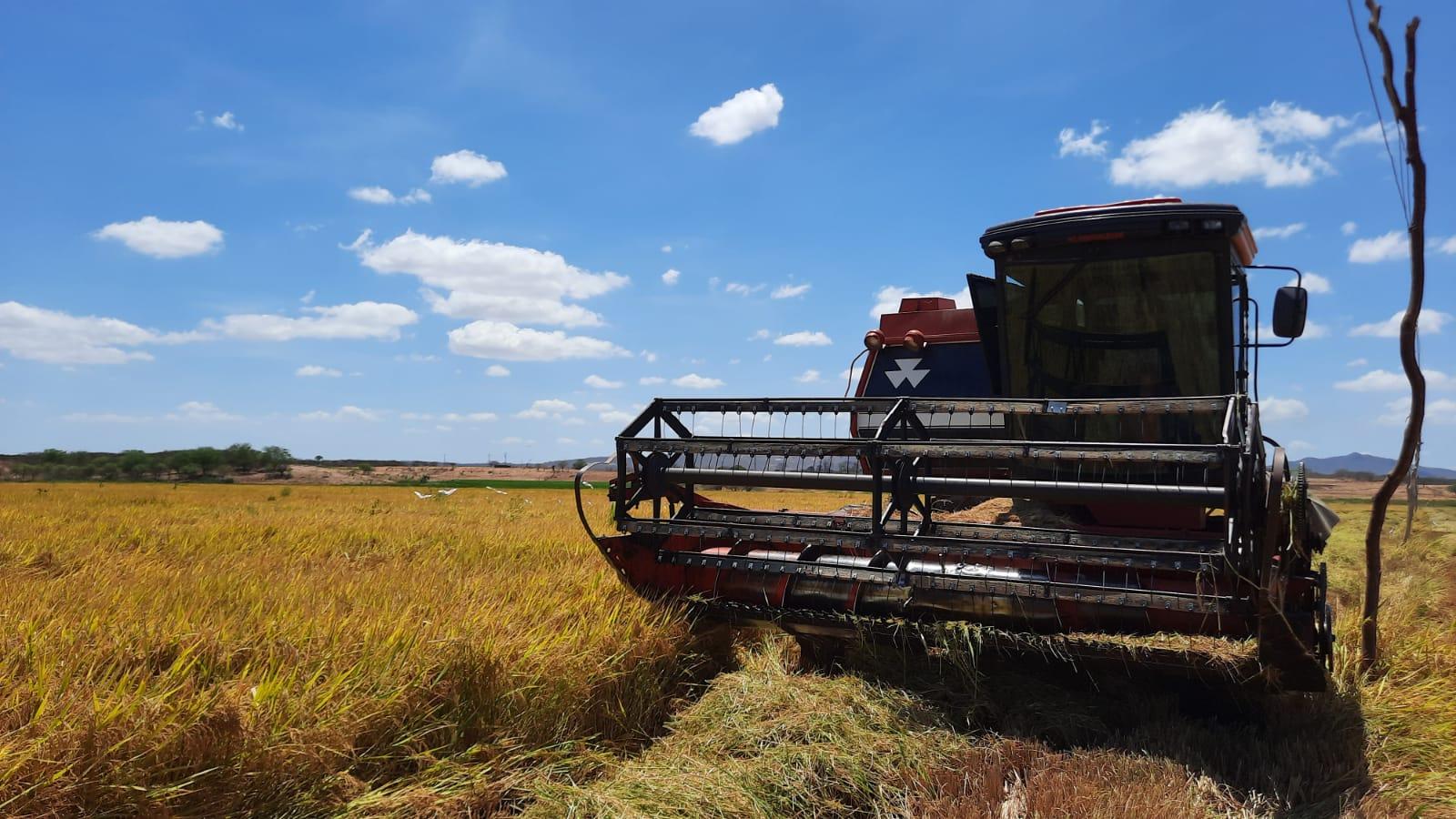 Colheita de arroz nas várzeas do açude orós