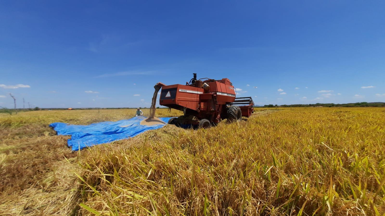 Colheita de arroz nas várzeas do açude orós