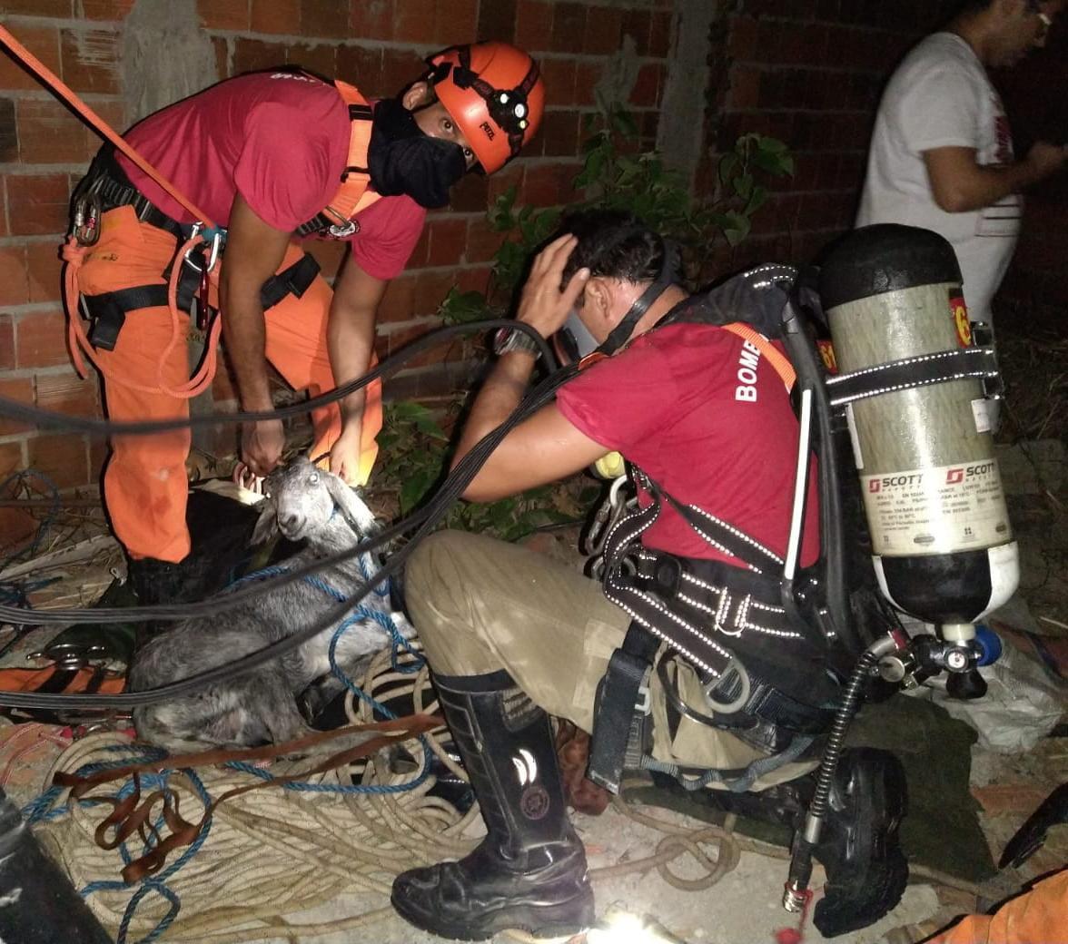 Cabra cai em cacimba de 25 metros e é resgatada pelo Corpo de Bombeiros em Caucaia
