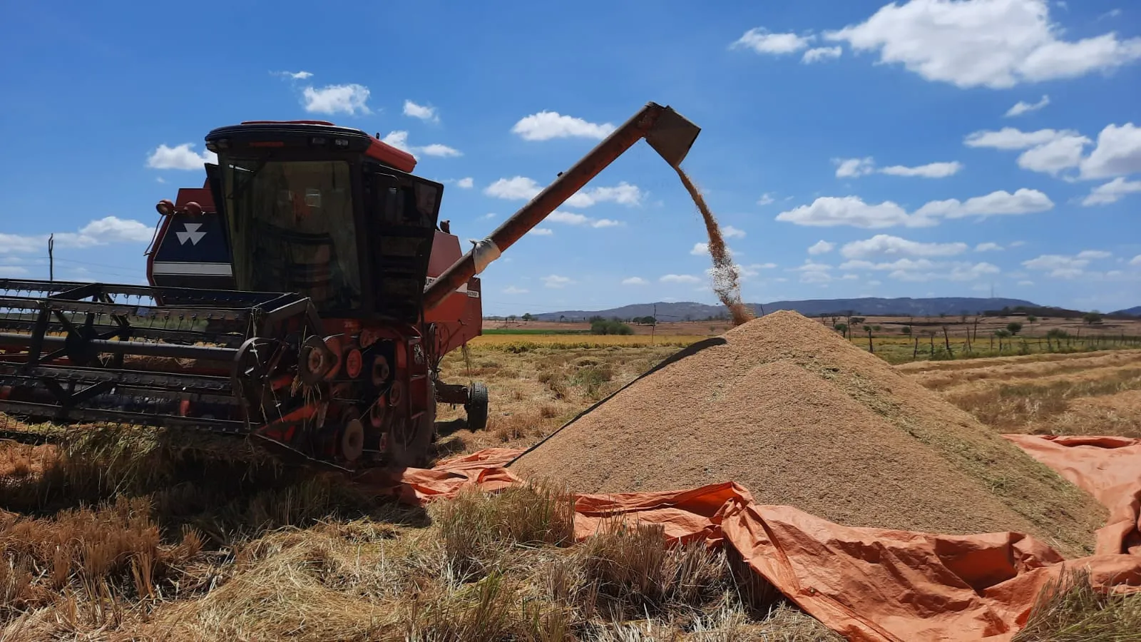 Em 2021, a área cultivada de grãos foi de 937 mil hectares e em 2020 foi de 785 mil hectares.
