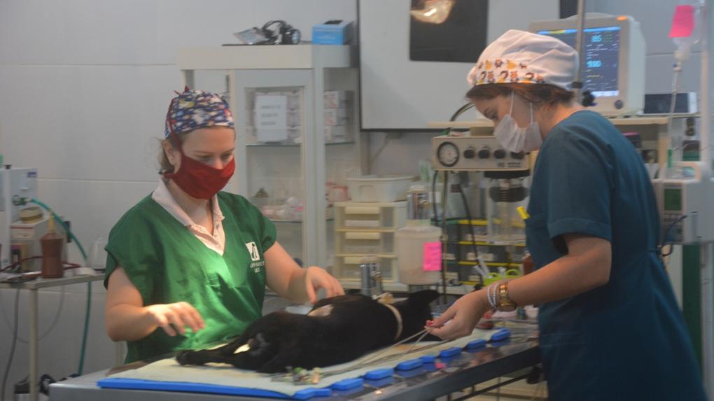 Imagem mostra duas cirurgiãs operando um cachorro.