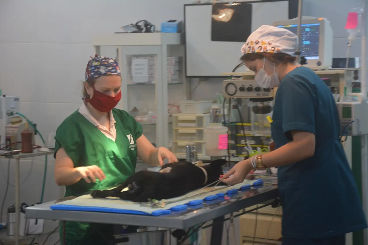 Imagem mostra duas cirurgiãs operando um cachorro.