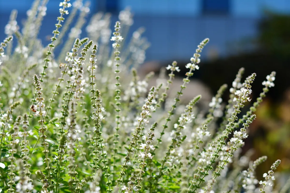 A alfavaca é planta herbácea, com folhas opostas de cor verde-brilhante e flores pequenas e brancas nas extremidades das ramificações
