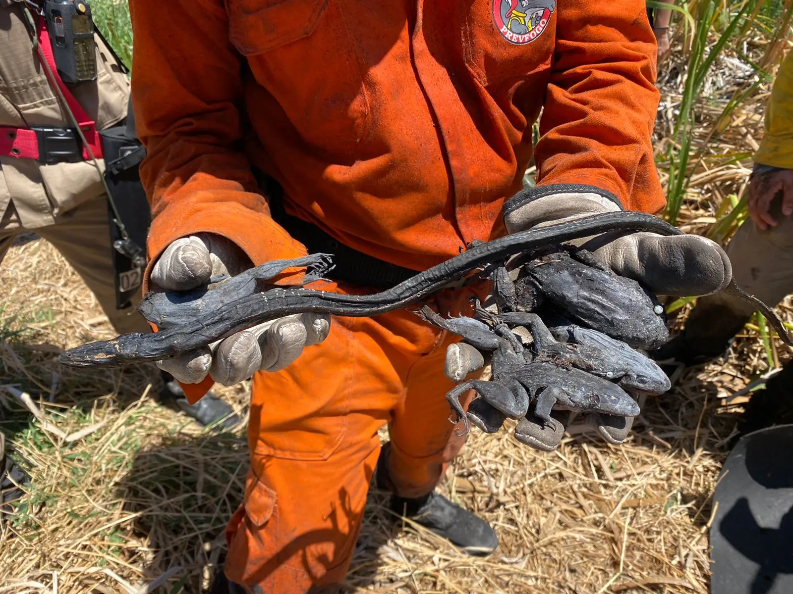 Bombeiro mostra bichos queimados